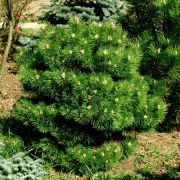  Сосна чорна 'Hornibrookiana'